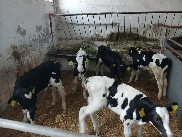 牛只（批次，未指定性别）, Russian Black pied cattle
