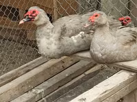 Ducks — 2-сурет