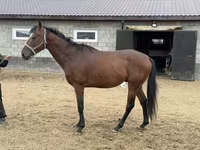 حصان, Thoroughbred horse — الصورة 5