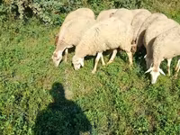 Қой, Karabakh sheep — 4-сурет