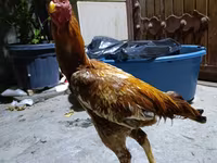 Chickens — Foto 1