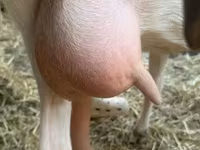 母山羊, Saanen goat — 照片 6