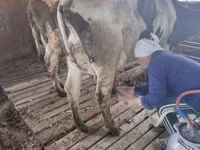 Kuh, Swiss cattle — Foto 4