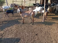 Dişi keçi, Nubian Goat — foto 3