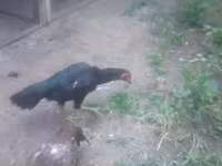 Chickens — foto 1