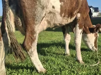 Kuh, Simmental cattle — Foto 1