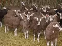 母山羊, Toggenburg goat — 照片 2