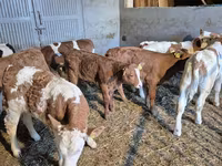 Bull, Cattle — photo 1