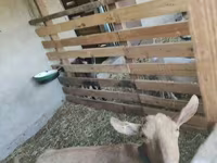 Коза, Saanen goat — фото 1
