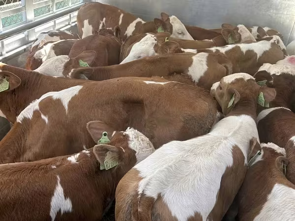 Toro, Simmental cattle