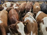 公牛, Simmental cattle — 照片 1