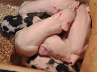 Schweine (Partie, Geschlecht nicht angegeben), Schweine — Foto 3
