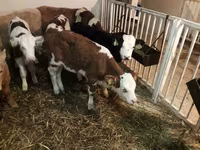 Bulle, Simmental cattle — Foto 3