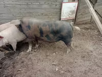 Boar, Pigs — photo 2