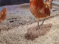 Chickens — photo 2