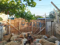 Qoʻchqor, Qoʻylar — 4-rasm