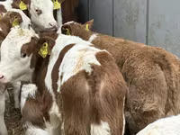 Rinder (Partie, Geschlecht nicht angegeben), Russian Black pied cattle — Foto 7