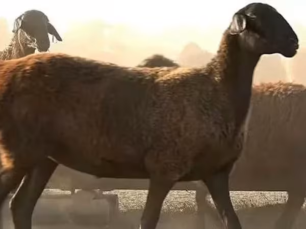 Qoyun, Edilbay sheep