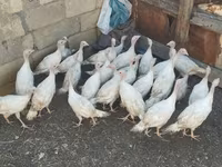 Turkeys — الصورة 3