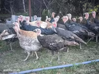 Turkeys — Foto 2