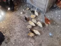 موسكو بلاك — الصورة 6