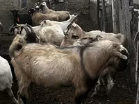 Ziegenbock, Alpine goat — Foto 2