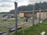 Qoç, Romanov sheep — foto 6