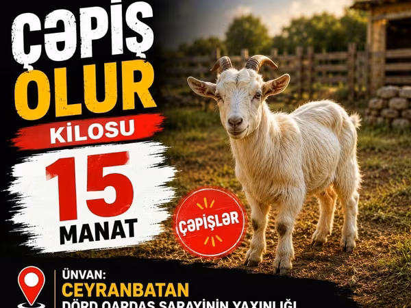 Keçilər (partiya, cinsi göstərilməyib), Keçilər — Azərbaycan