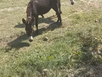 خيول (دفعة، الجنس غير محدد), الخيول — الصورة 2