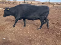 Kuh, Latvian Blue cattle — Foto 2