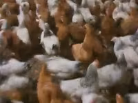 Chickens — الصورة 1