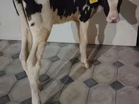 Kuh, Holstein-Rasse — Foto 6