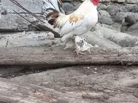 Chickens — Foto 5