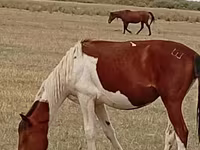 Madyan, Kazakh horse — foto 2