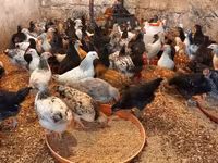 Chickens — Foto 3