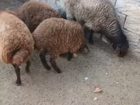 Sheep, Sheep — photo 8