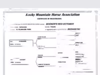 فرس, Rocky Mountain Horse — الصورة 5