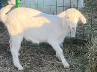 बकरी, Saanen goat — फ़ोटो 1