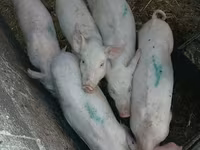मादा सूअर, सूअर — फ़ोटो 1