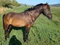 Horse (M), Horses — photo 3
