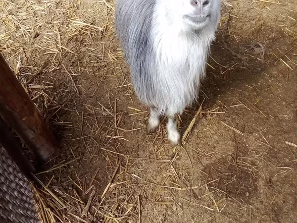 Cabra, Cabras