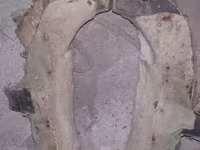 At arabası/yük arabası üçün köhnə tip qoşqu boyunduruğu (xomut) - — फ़ोटो 1