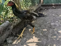 Chickens — Foto 6