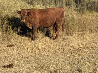 Bull, Hereford — photo 7