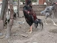 Chickens — फ़ोटो 1
