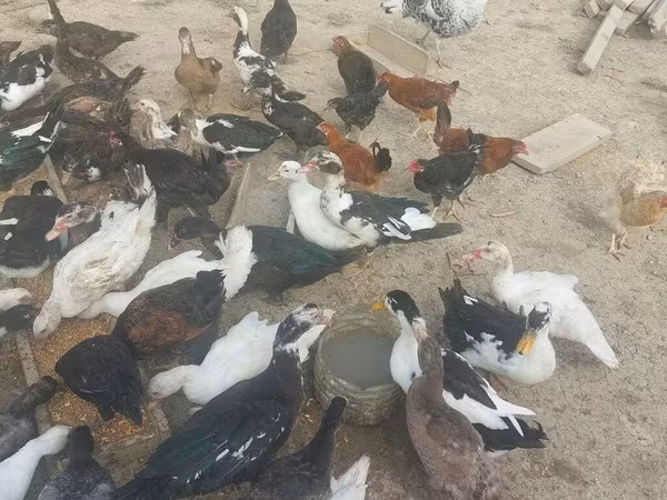 pato criollo doméstico