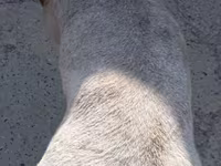 Ram, Ordabasy sheep — photo 4