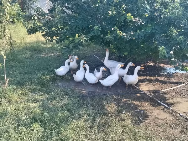 American Pekin