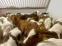 Toro, Simmental cattle — foto 4
