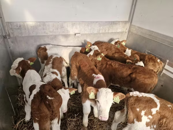 सांड, Simmental cattle
